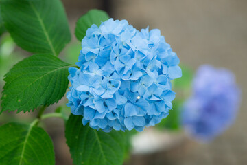 多摩川台公園の紫陽花