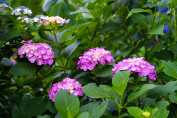 Fototapeta premium 紫陽花