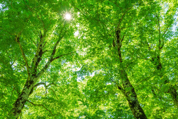 Green forest. Tree with green Leaves and sun light.	
