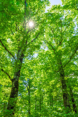 Fototapeta premium Green forest. Tree with green Leaves and sun light. 