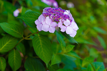紫陽花