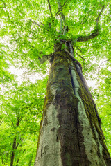 Fototapeta premium tree in the forest