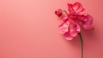 A cyclamen on a flat rosy pink background,