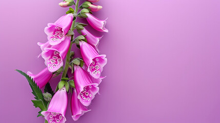 A foxglove on a flat violet background,