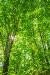 Green forest. Tree with green Leaves and sun light.	

