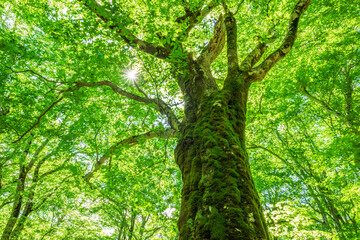 Fototapeta premium Green forest. Tree with green Leaves and sun light. 