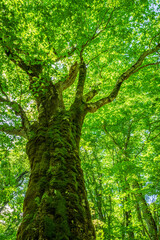 Fototapeta premium tree in the forest