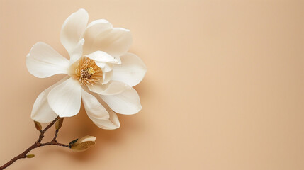 A magnolia on a flat beige background,