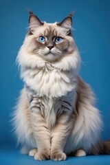 Ragdoll cat isolated on blue background. beautiful and cute animal