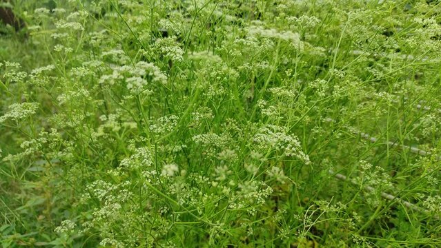 Learn the secrets of wild celery seeds! From plant identification to harvesting techniques, this video covers everything you need to know about this fascinating plant. Great for foragers and gardeners