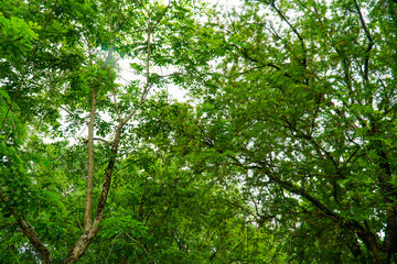 Fototapeta premium trees, leaves, shade, angle of view 