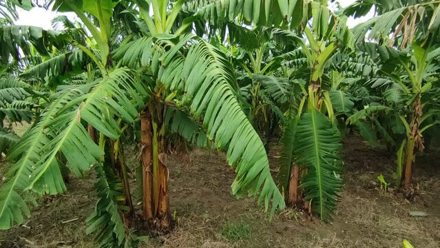 Bananas field are a group of varieties of banana with yellow skin. Some are smaller and plumper than the common Cavendish banana, others much larger.