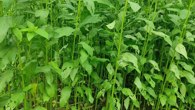   "Nature's Elegance: Stunning Jute Plants Grace the Landscape"