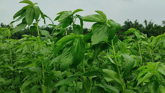   "Nature's Elegance: Stunning Jute Plants Grace the Landscape"