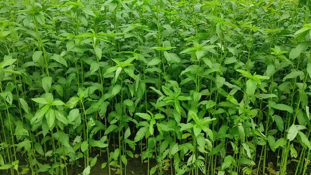   "Nature's Elegance: Stunning Jute Plants Grace the Landscape"