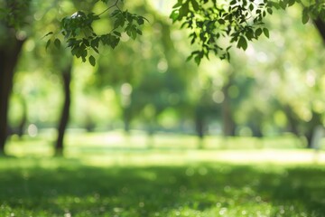 Fototapeta premium Abstract bokeh background of forest interior with sunlight. Serene woodland concept.