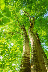 Green forest. Tree with green Leaves and sun light.	
