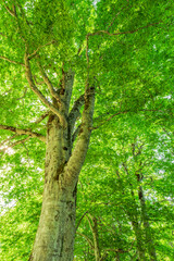 Green forest. Tree with green Leaves and sun light.	

