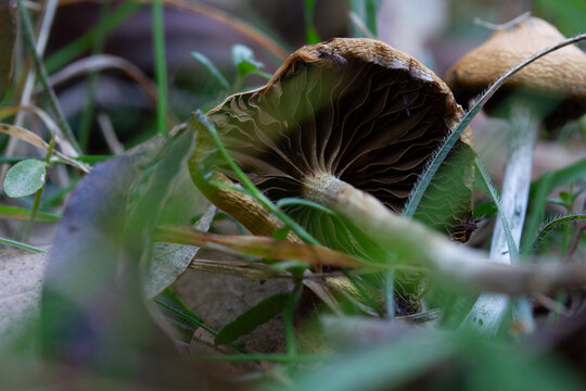 Psilocybe subaeruginosa