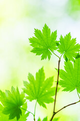 Fototapeta premium green leaves on a sunny day