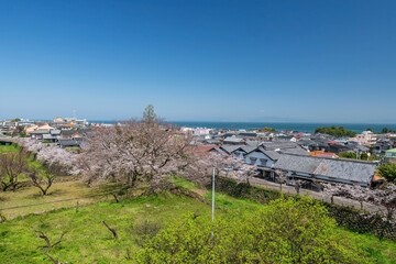 Aerial cityscape of city and sea with cherry blossom, Shimabara