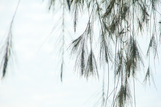 Cemara laut or Casuarina Equisetifolia on the edge of the beach whose leaves and chains are blown by the wind