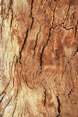 Eucalyptus tree bark texture, Bark of eucalyptus tree, seamless texture, a eucalyptus tree bark texture background image