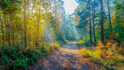 Fototapeta premium Paisaje forestal del otoño, en bosque con rayos solares a través de ramas de árboles. Paisaje natural con luz solar 