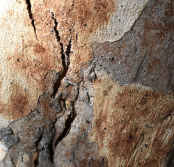 Eucalyptus tree bark texture, Bark of eucalyptus tree, seamless texture, a eucalyptus tree bark texture background image