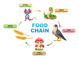 Vector illustration of food chain ecosystem