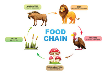 Food chain ecosystem vector illustration