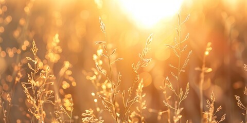Field of dry grass in the sun. Summer nature concept.