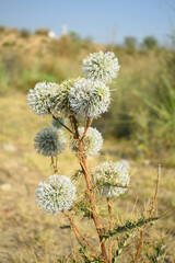 Echinops sphaerocephalus, Echinops sphaerocephalus known as Great Globe Thistle or Pale Globe Thistle, A summer plant in the wild in a meadow, Wild flower with thorns and spines bloomed