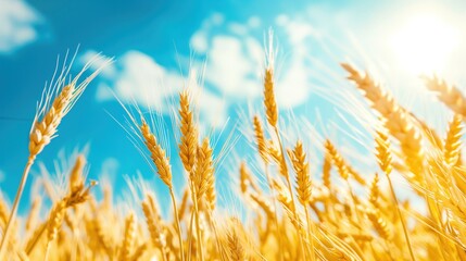 golden wheat field against blue sky and white cloud