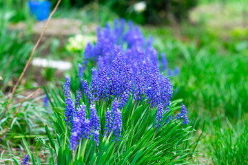 Tender blue muscari flowers in spring garden. Blue flowers. Muscari neglectum. Grape hyacinth. High...