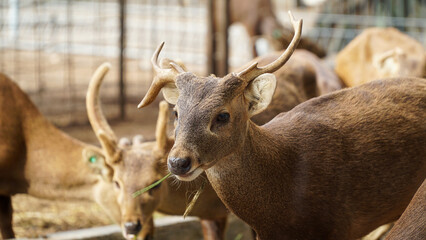 Scenic view of a Bawean deer found roaming around in a zoo. The Bawean deer, is a highly threatened species of deer endemic to the island of Bawean