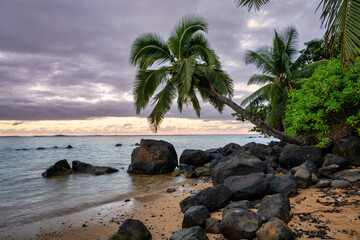 beach with palm trees in Kauaii