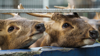 Fototapeta premium Scenic view of a Bawean deer found roaming around in a zoo. The Bawean deer, is a highly threatened species of deer endemic to the island of Bawean