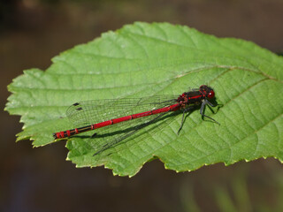 Large red damselfly (Pyrrhosoma nymphula), male resting on a hazel leaf