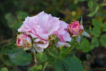 Beautiful pink rose flower closeup in garden, A very beautiful rose flower bloomed on the rose tree, Rose flower, bloom flowers, Natural spring flower,  Nature