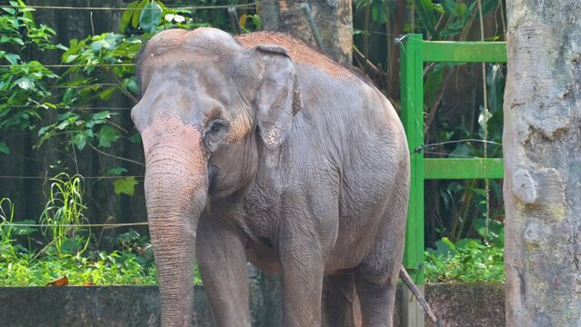 Young elephant in the zoo waving its tail