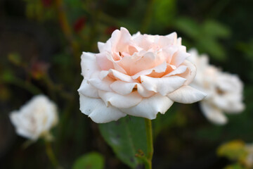 Obraz premium Beautiful White rose flower closeup in garden, A very beautiful rose flower bloomed on the rose tree, Rose flower, bloom flowers, Natural spring flower, Nature