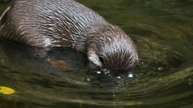 The Asian small-clawed otter, also known as the oriental small-clawed otter and the small-clawed otter, is under the water.