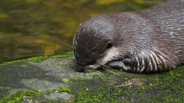 The Asian small-clawed otter, also known as the oriental small-clawed otter and the small-clawed otter, is finding the food