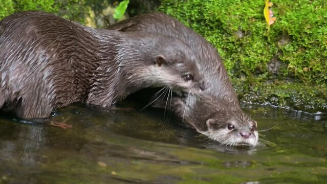Cute furry sea otter family, two marine mammal, adorable cuddly wild aquatic animal swimming in water