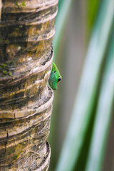 Ornate day gecko from Mauritius on trunk of palm tree