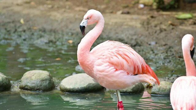 pink flamingo in the zoo