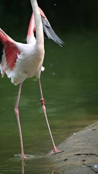 pink flamingo dancing in the safari park