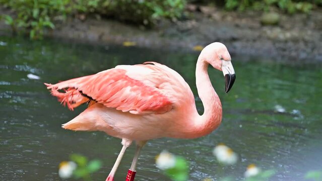 American flamingo, phoenicopterus ruber standing with one foot in the shallow water environment