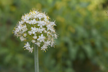 Closeup photo of onion flower with blur background, Macro of blooming onion flower head in the garden. Agricultural background. Spring onions or Sibies. Summertime rural scene. White little flowers